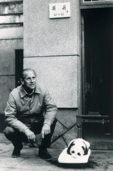 Framed Print : Prince Philip, Duke of Edinburgh, seen here with panda cub Li Li during his visit to Framed Print : Prince Philip, Duke of Edinburgh, seen here with panda cub Li Li during his visit to