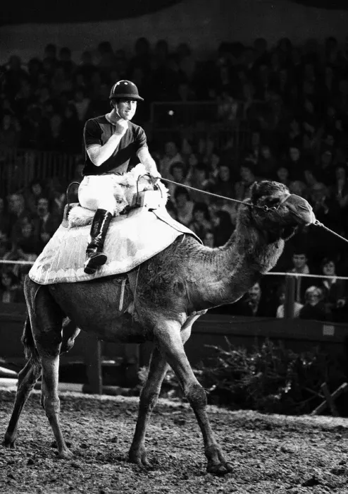 Framed Print : Prince of Wales rides camel at London Olympia in December 1979 Framed Print : Prince of Wales rides camel at London Olympia in December 1979