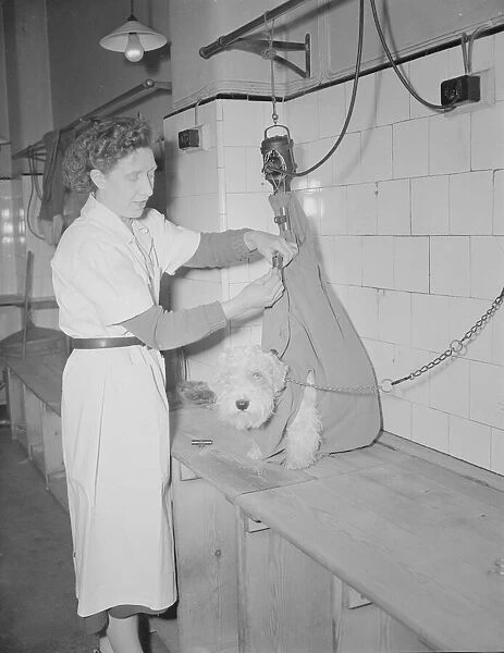 Princess Margarets dog has a shampoo December 1952