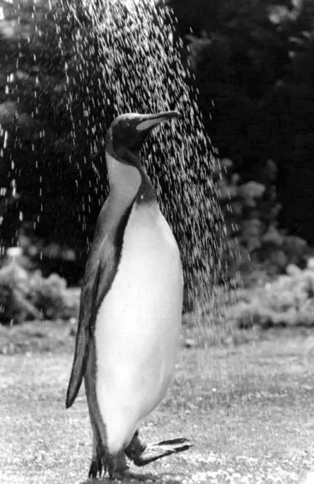 Framed Print : Pringle the penguin having a shower. 11th July 1990 P044359 Framed Print : Pringle the penguin having a shower. 11th July 1990 P044359