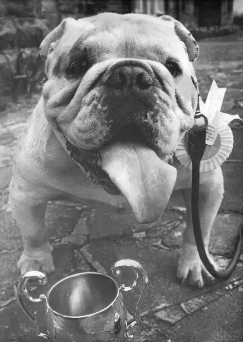 Framed Print : A prize winning British Bulldog Framed Print : A prize winning British Bulldog