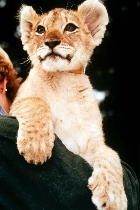 Framed Print : Proud lion cub poses for the camera at its new home at Woburn Safari Park in Bedforshire Framed Print : Proud lion cub poses for the camera at its new home at Woburn Safari Park in Bedforshire