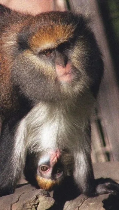 Framed Print : A proud Mona monkey supports her newborn son named Damon at Chessington Zoo October Framed Print : A proud Mona monkey supports her newborn son named Damon at Chessington Zoo October