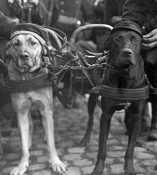 Proud of his war trophy. The Belgian soldiers are devoted to the dogs who are employed to