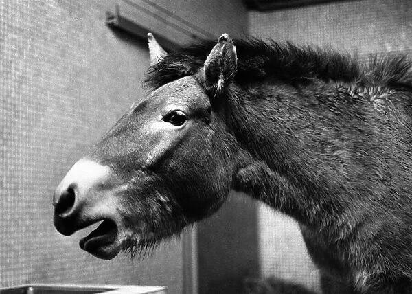 A Przewalski wild horse. Circa 1980