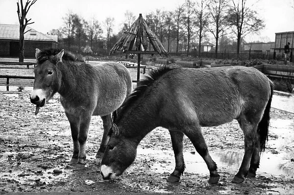 Two Przewalski wild horses. Circa 1980