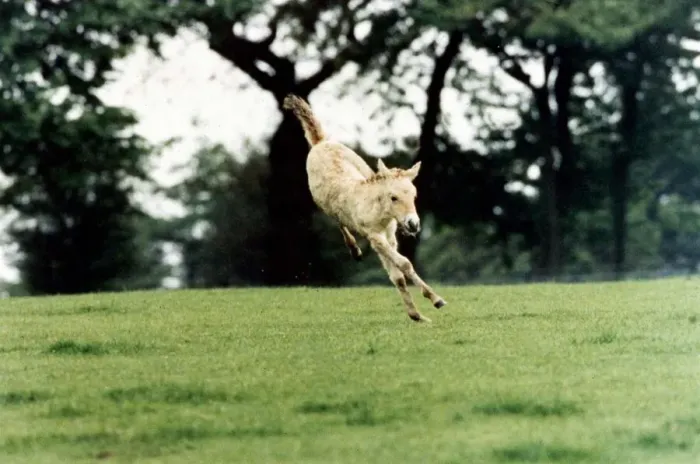 Framed Print : This Przewalskis Foal at Whipsnade Wild Animal Park would like to become an athlete