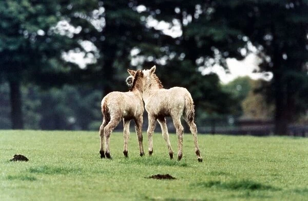 Przewalskis Foals at Chipsnade Wild Animal Park kissing loving animal