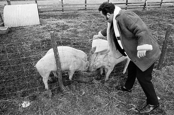 Pub landlord fattens his pigs on beer, New Marske. 1973