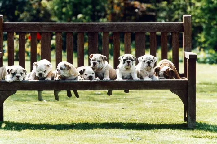Framed Print : Pugs on the Park Bench - 1995 Animals Dogs