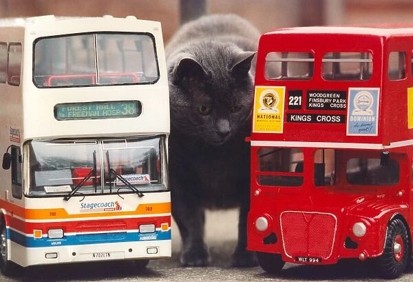 Pugsley the cat with models of a Stagecoach bus and a London Routemaster