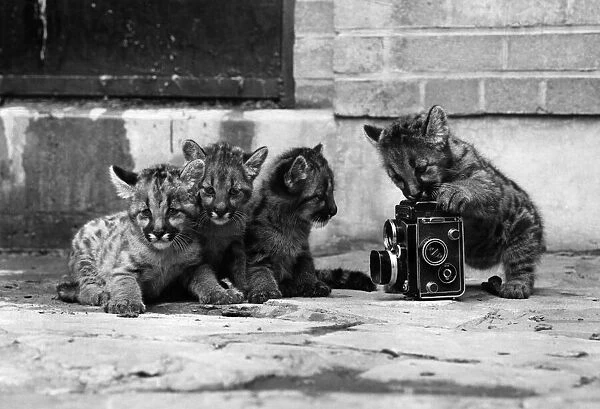 Puma cubs at Calder Park Zoo, one with a camera. 11th July 1973