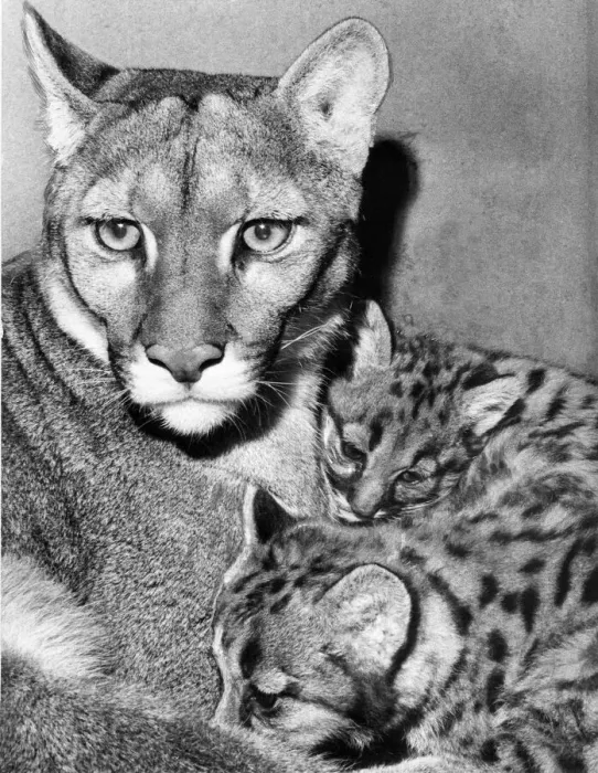 Framed Print : A puma pictured with her cubs at Stanley Zoo