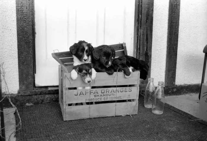 Framed Print : Puppies found abandoned in box. November 1969 Z11391-001
