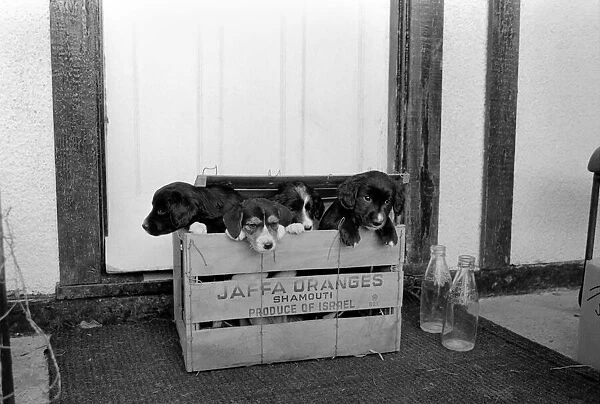 Puppies found abandoned in box. November 1969 Z11391-002
