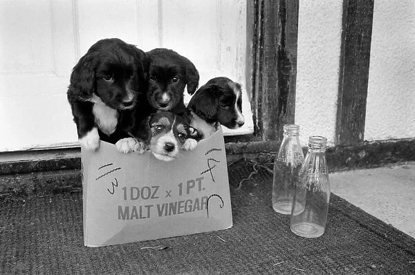 Puppies found abandoned in box. November 1969 Z11391-003