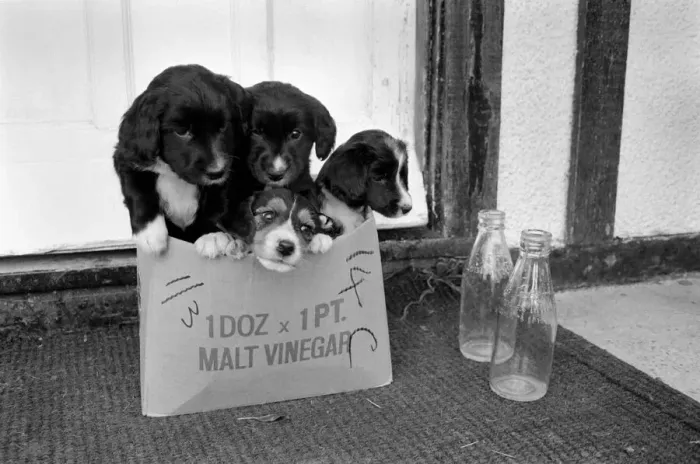 Framed Print : Puppies found abandoned in box. November 1969 Z11391-003