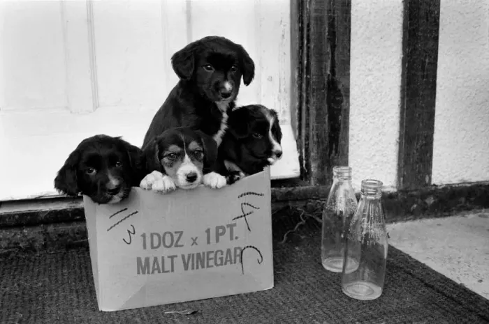 Framed Print : Puppies found abandoned in box. November 1969 Z11391-004