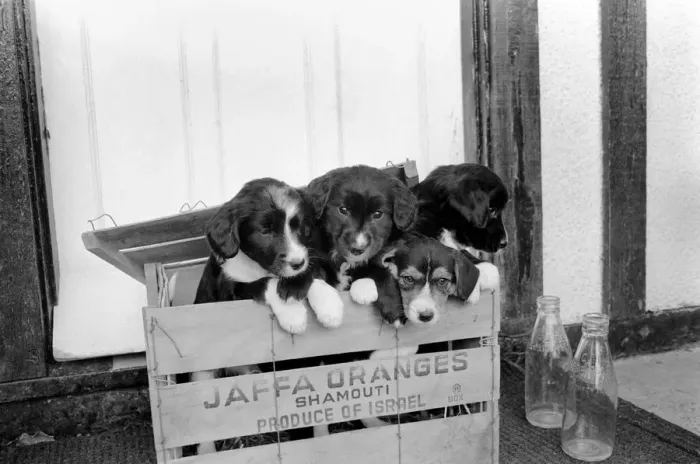 Framed Print : Puppies found abandoned in box. November 1969 Z11391-006