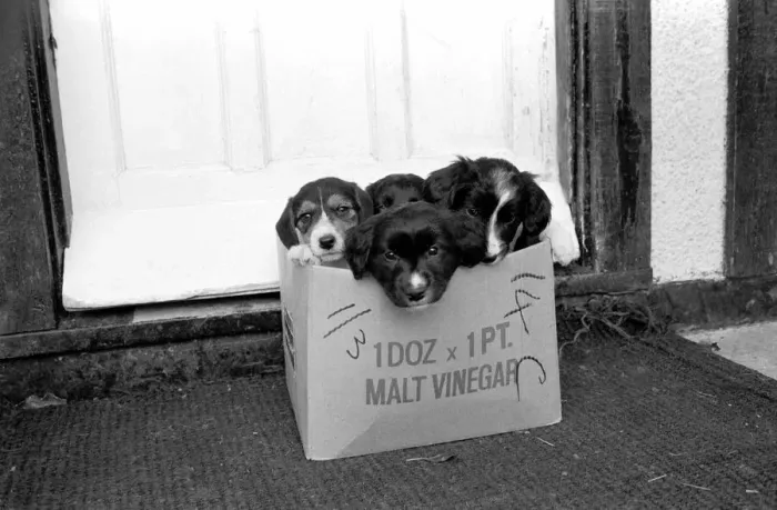 Framed Print : Puppies found abandoned in box. November 1969 Z11391-007 Framed Print : Puppies found abandoned in box. November 1969 Z11391-007