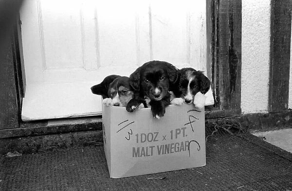 Puppies found abandoned in box. November 1969 Z11391-008