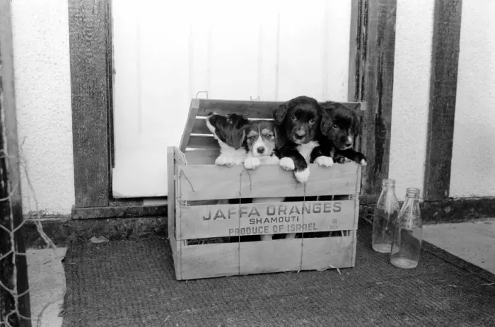 Framed Print : Puppies found abandoned in box. November 1969 Z11391-009