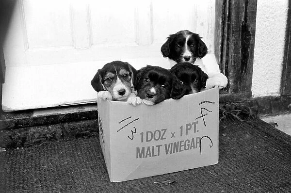 Puppies found abandoned in box. November 1969 Z11391-010