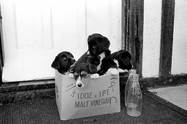 Puppies found abandoned in box. November 1969 Z11391-011
