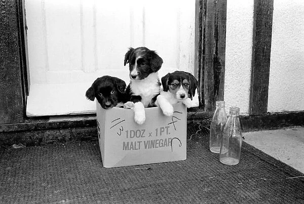 Puppies found abandoned in box. November 1969 Z11391