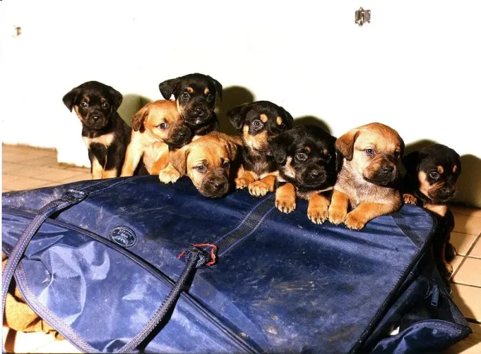 Framed Print : Puppies circa 1986