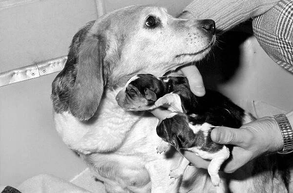 Puppies: Dog: Beagle Litter: No one know the name of the bitch but she is very friendly