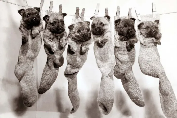 Framed Print : Six puppies hanging from sock pegged onto a clothes line Framed Print : Six puppies hanging from sock pegged onto a clothes line