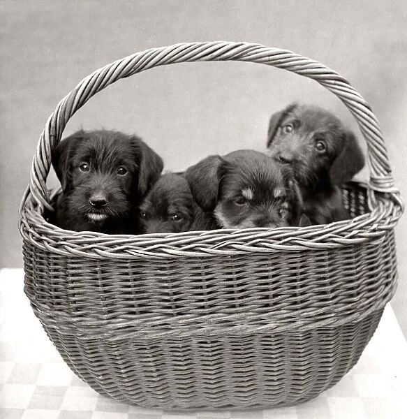 Puppies inside a basket circa 1960s