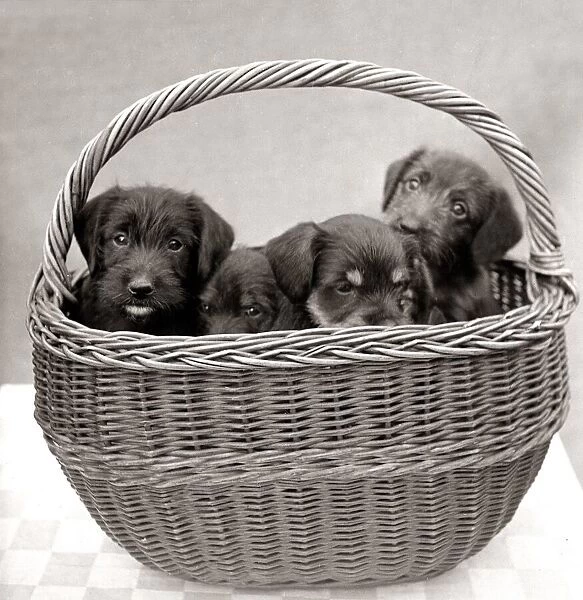 Puppies inside a basket circa 1960s animal animals dog dogs pets pet cute pup puppy
