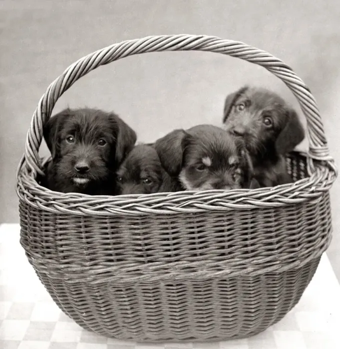 Framed Print : Puppies inside a basket circa 1960s animal animals dog dogs pets pet cute pup puppy