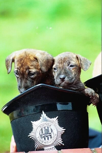 Two puppies in a police helmet
