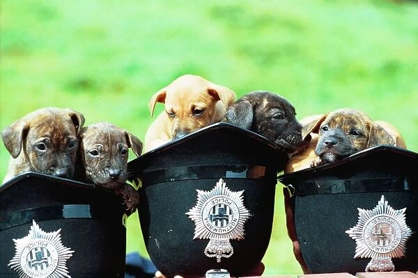 Puppies in three police helmets