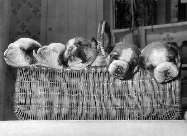 The five puppies rest in their dressing room basket, the team line-up is (left to right