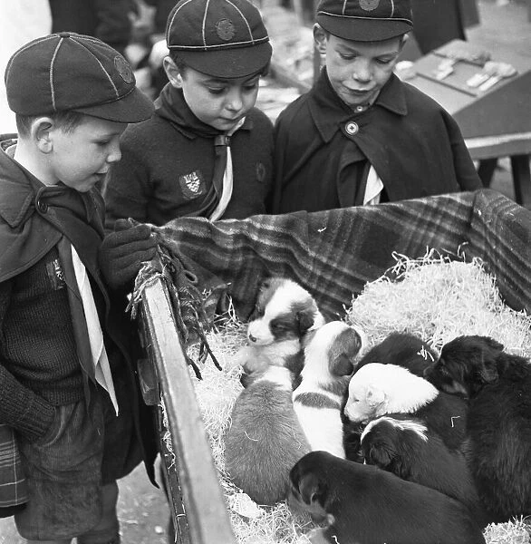 Puppies for sale at a stall in the flea market at Club Row, Bethnal Green