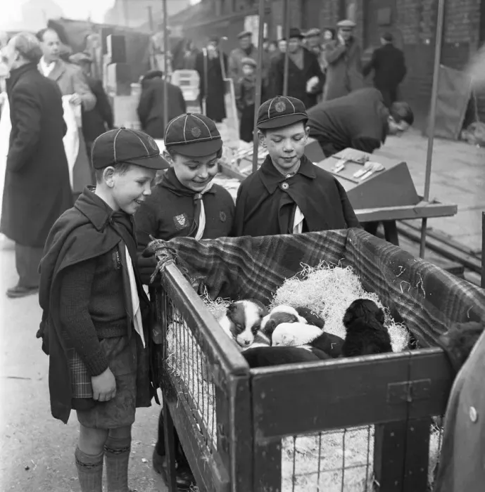 Framed Print : Puppies for sale at a stall in the flea market at Club Row, Bethnal Green