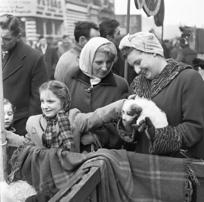 Framed Print : Puppies for sale at a stall in the flea market at Club Row, Bethnal Green Framed Print : Puppies for sale at a stall in the flea market at Club Row, Bethnal Green