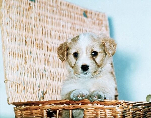 Puppy in a Basket December 1976