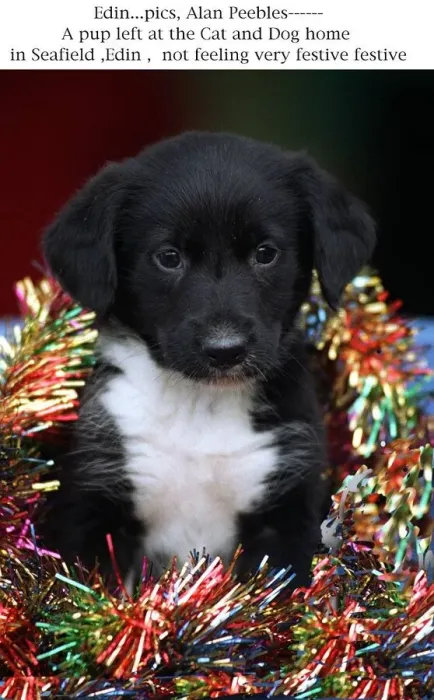 Framed Print : Puppy left at cat and dog home Seafield Edinburgh wearing Christmas tinsel Party Framed Print : Puppy left at cat and dog home Seafield Edinburgh wearing Christmas tinsel Party