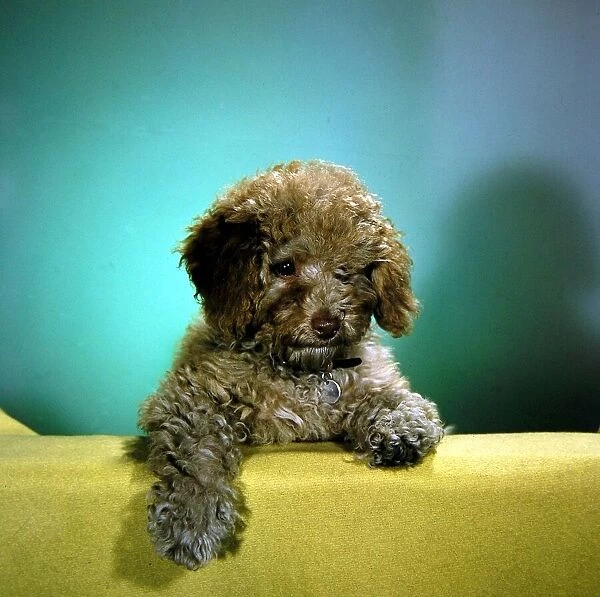 A puppy looking sad circa 1960