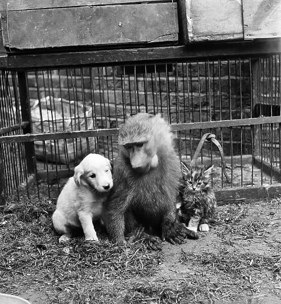 A puppy with a monkey and cat in the garden of a pet store. May 1950 O24321