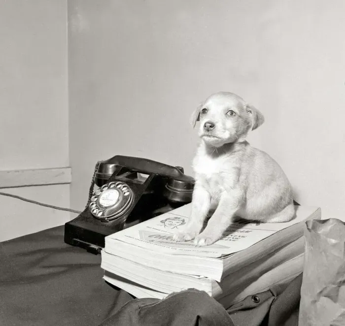 Framed Print : Puppy found in phone box Sitting on telephone directory yellow pages