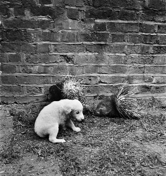 A puppy with a porcupine in the garden of a pet store. May 1950 O24321-004
