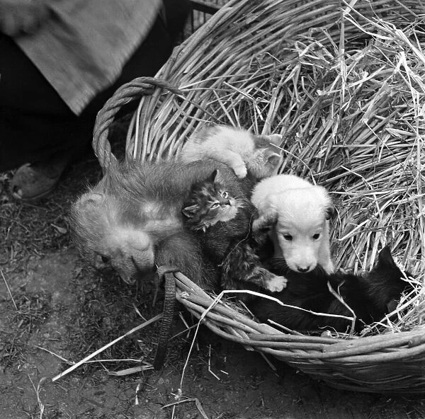 A puppy with a porcupine in the garden of a pet store. May 1950 O24321