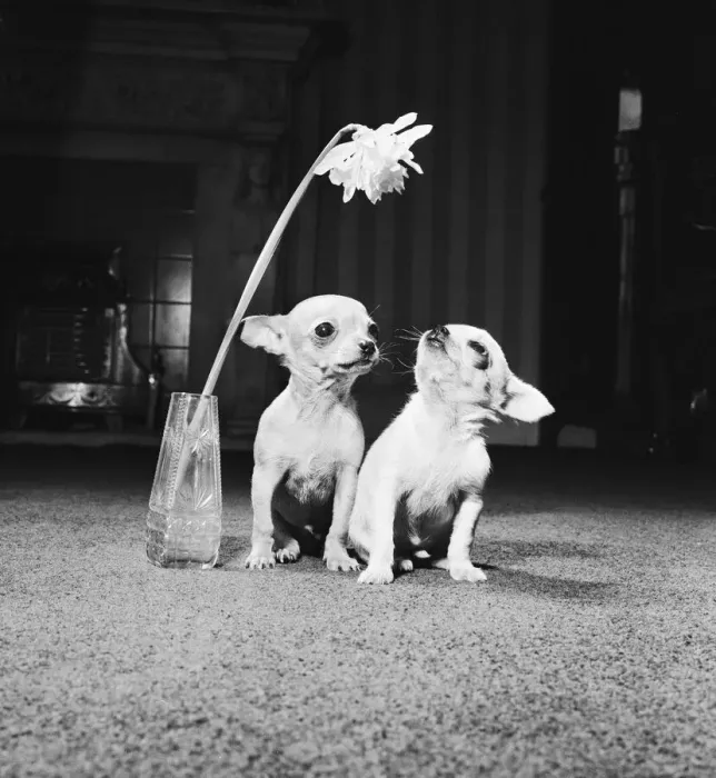 Framed Print : Two pups looking at a flower in a vase. 16th April 1962 Framed Print : Two pups looking at a flower in a vase. 16th April 1962