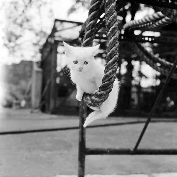 Pure white kitten enjoys swinging from a rope at Crystal Palace Childrens Zoo 23rd May
